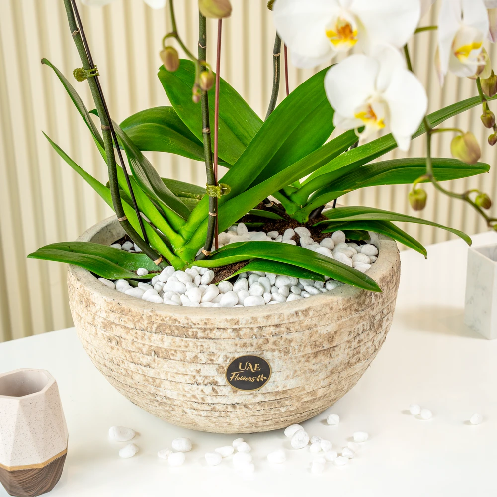 4 White Phalaenopsis Orchid plant in a pot.