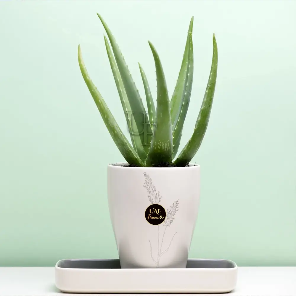Aloe vera in a white pot
