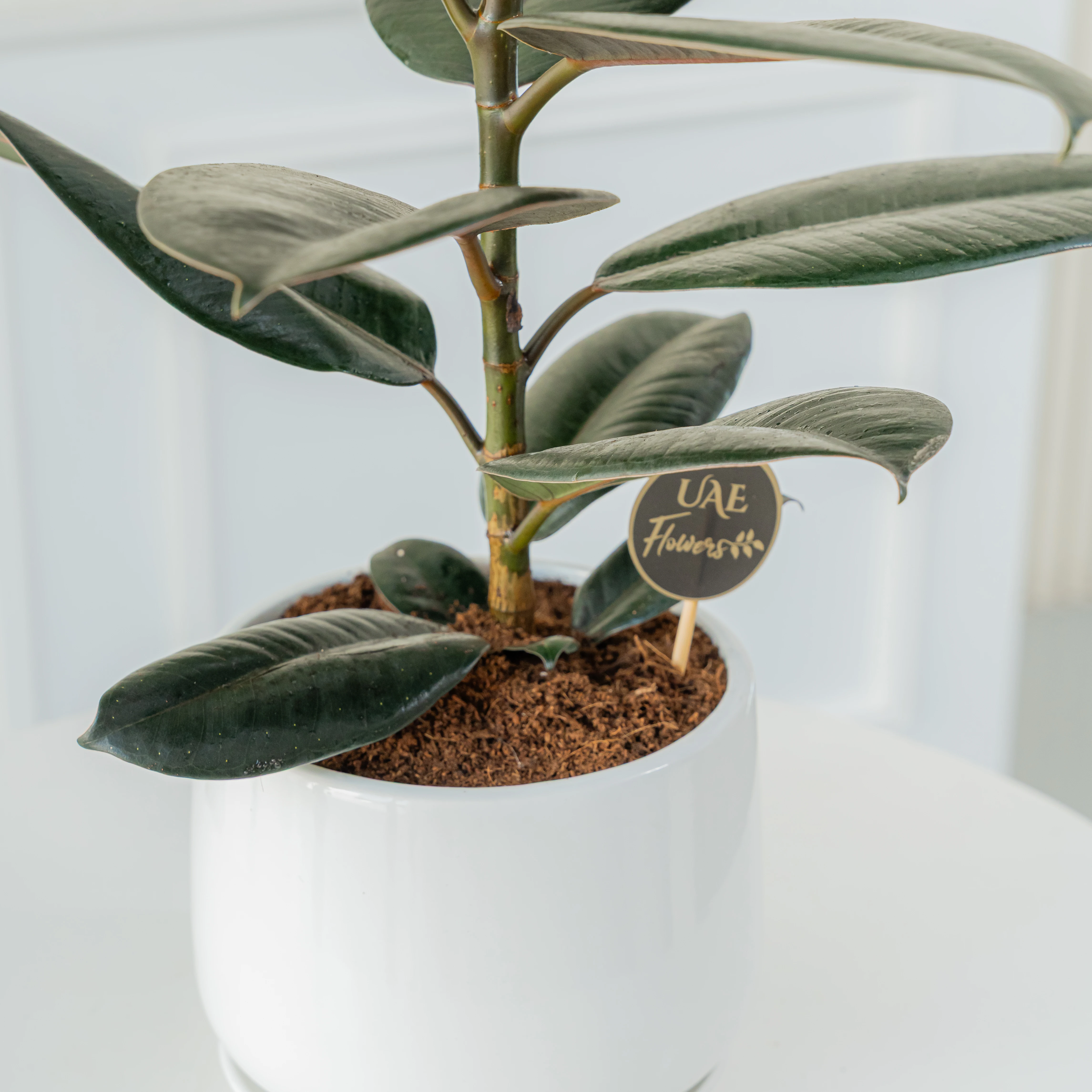 Rubber Plant (100 cm) in a pot