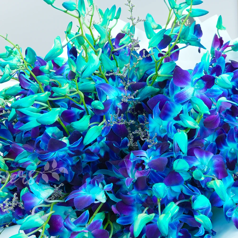 bouquet of 80 blue orchids