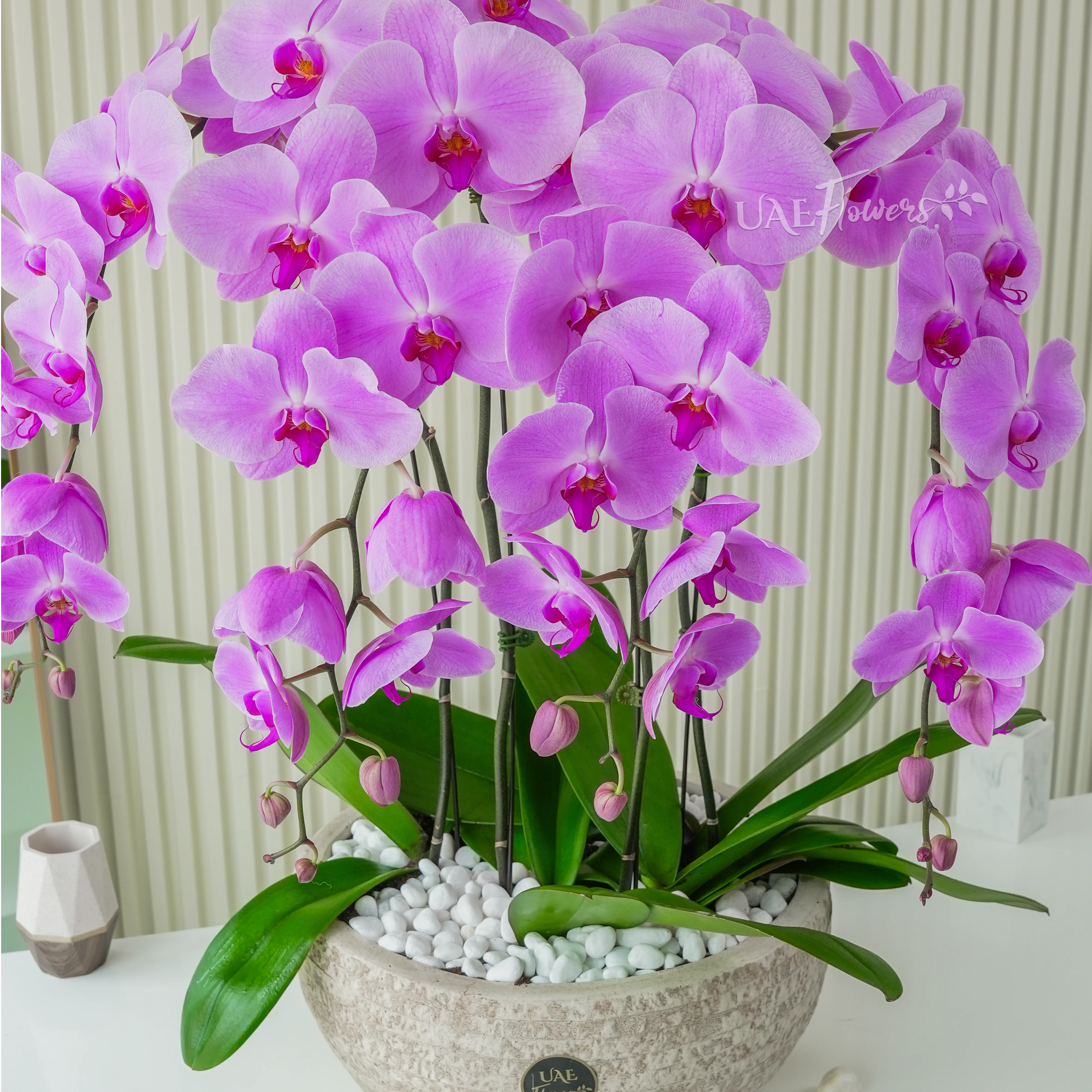 4 pink phalaenopsis orchid plants in a white pot