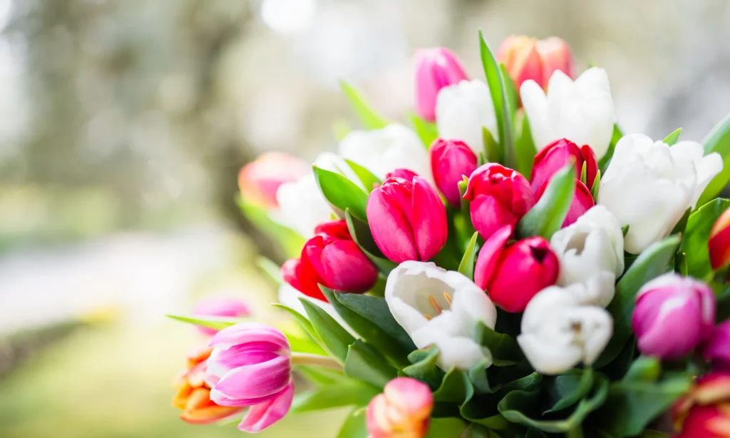 Colorful Tulips close up is the Most Expensive Flowers