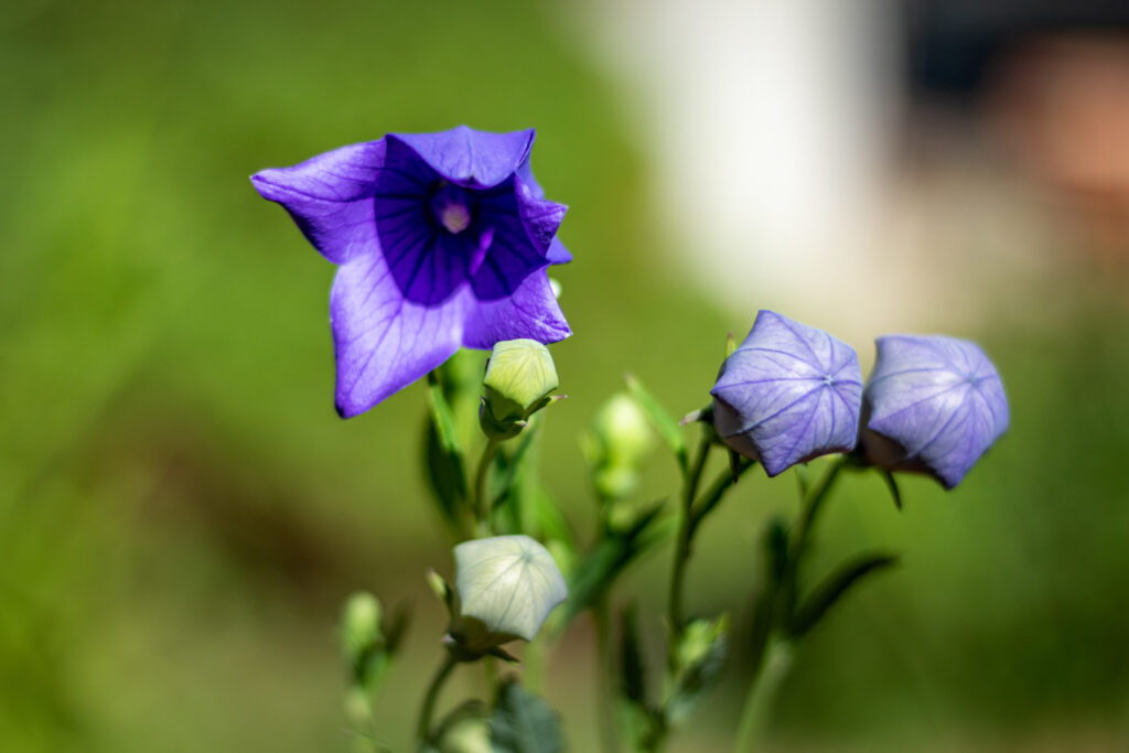 balloon flowers close ups