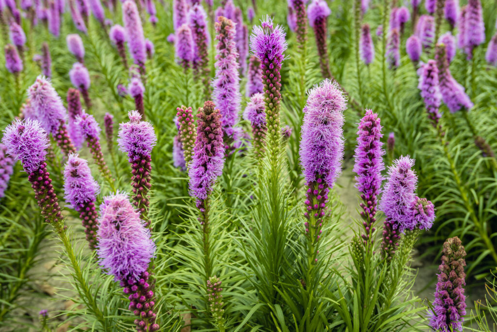 Meanings Behind Flowers-Blazing Stars in a Field