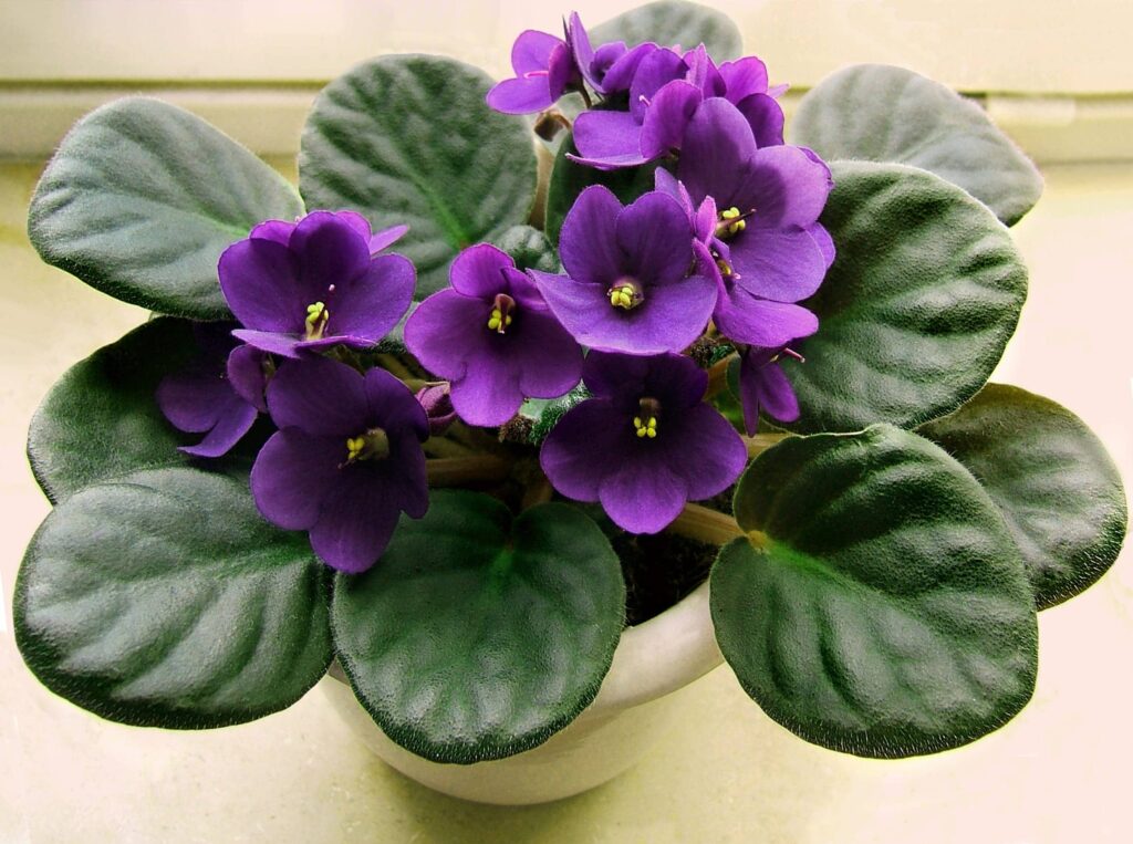 Most Romantic Flowers for Your Partner